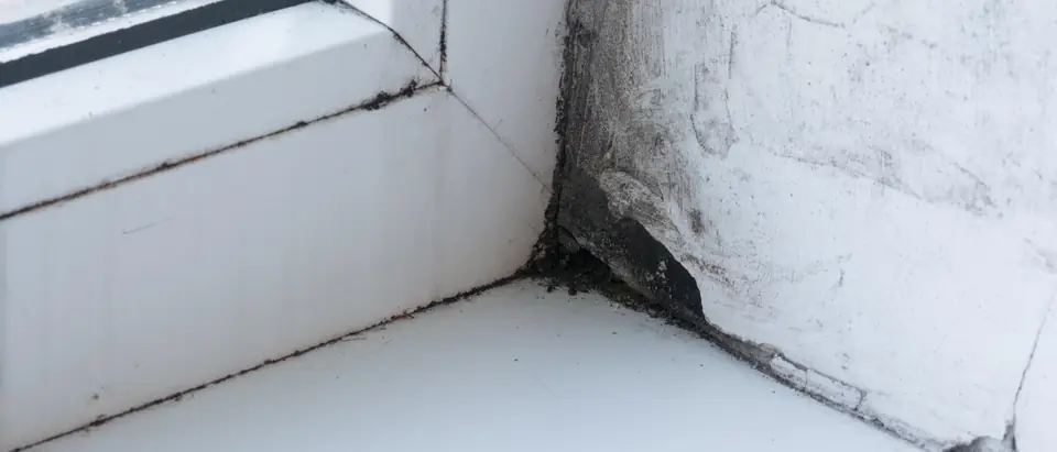 Dark mold spotting on a white plastered wall where it meets the corner of a white window frame and sill